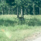 Review photo of Rapid City KOA by Glenda D., July 1, 2021