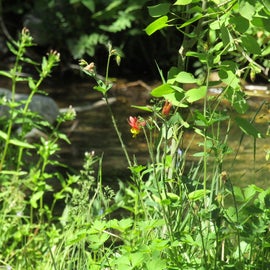 Wildflowers by nearby creek