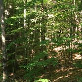 Review photo of Pawtuckaway State Park Campground by Celina M., June 12, 2018