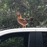 Review photo of Malaekahana Beach Campground by Stephanie Z., July 1, 2021