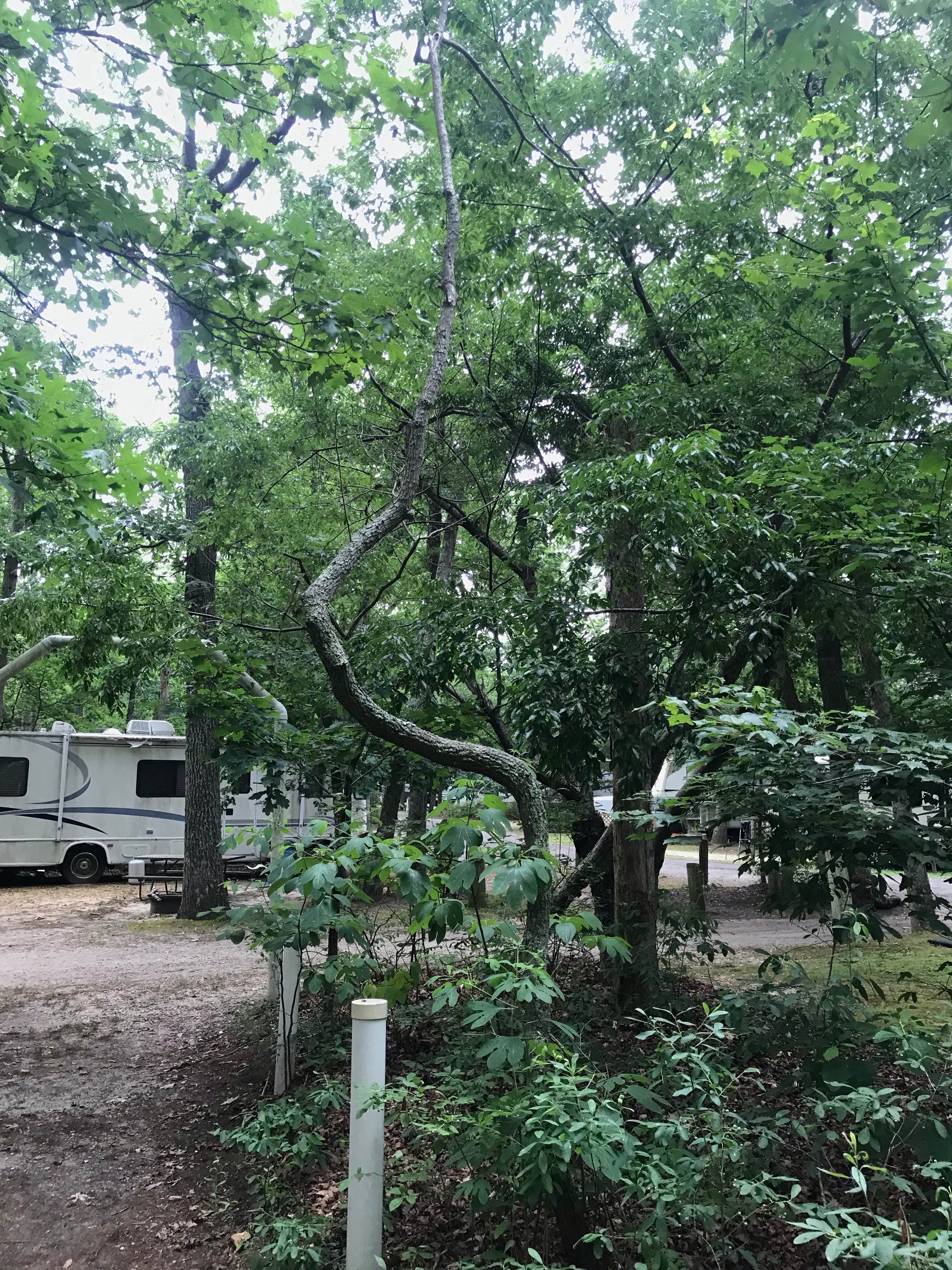 Sandra H.'s photo of rv camping at Butterfly Camping Resort near Island Heights, NJ