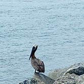 Review photo of Sebastian Inlet State Park Campground by Teresa S., July 2, 2021