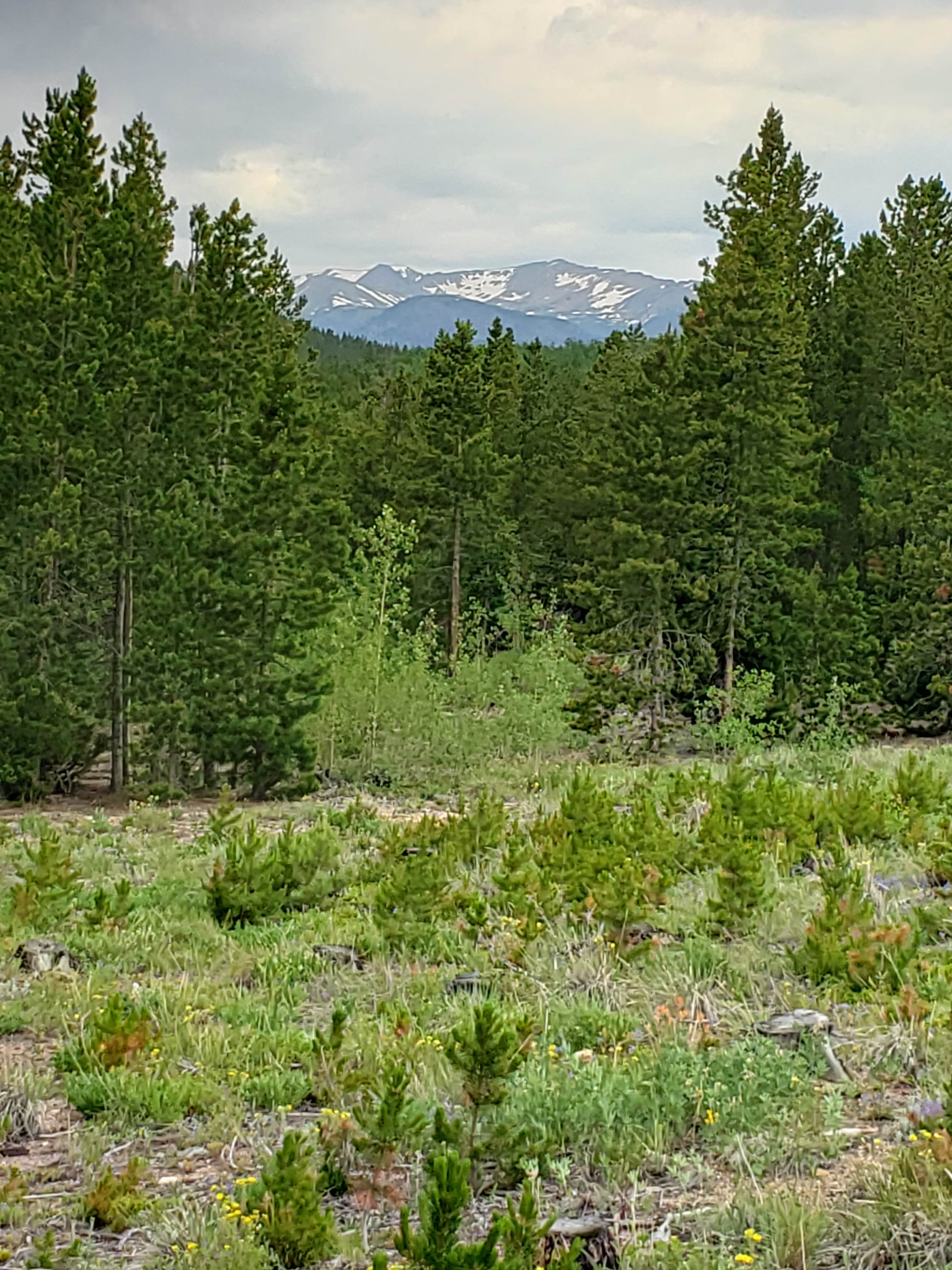 Camping near Reverend's Ridge Campground — Golden Gate Canyon: West Magnolia Campground, Nederland, Colorado