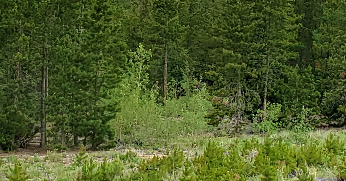 West Magnolia Campground