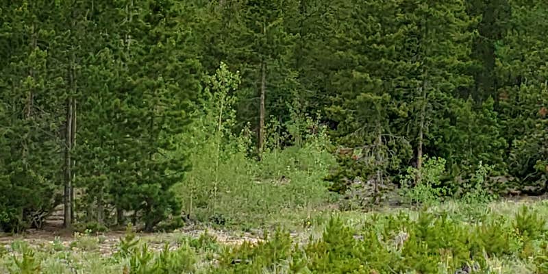 Camper submitted image from West Magnolia Campground