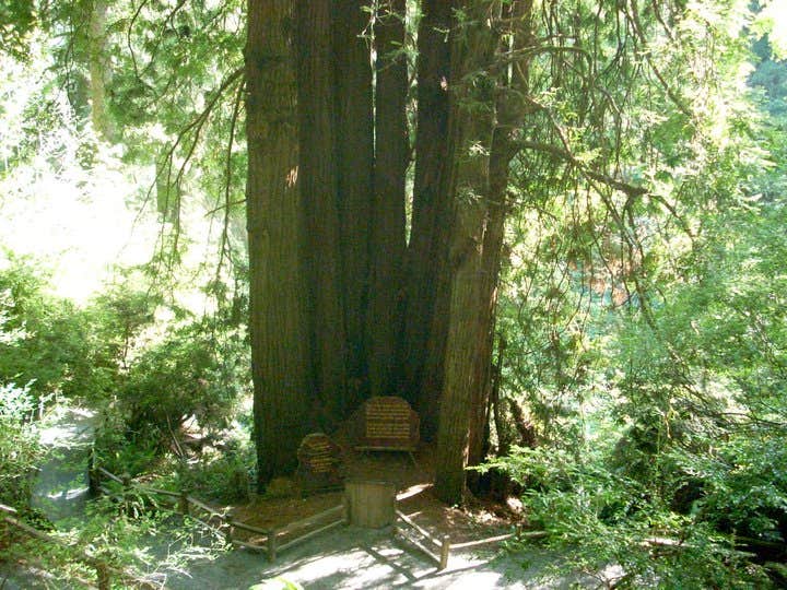 Camper submitted image from Jedidiah Smith Campground — Redwood National Park - 4