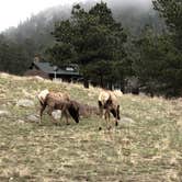 Review photo of Moraine Park Campground — Rocky Mountain National Park by Ron W., July 2, 2021