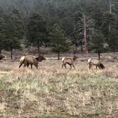 Review photo of Moraine Park Campground — Rocky Mountain National Park by Ron W., July 2, 2021