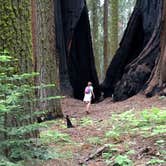 Review photo of Grant Grove Cabins by Celina M., June 12, 2018