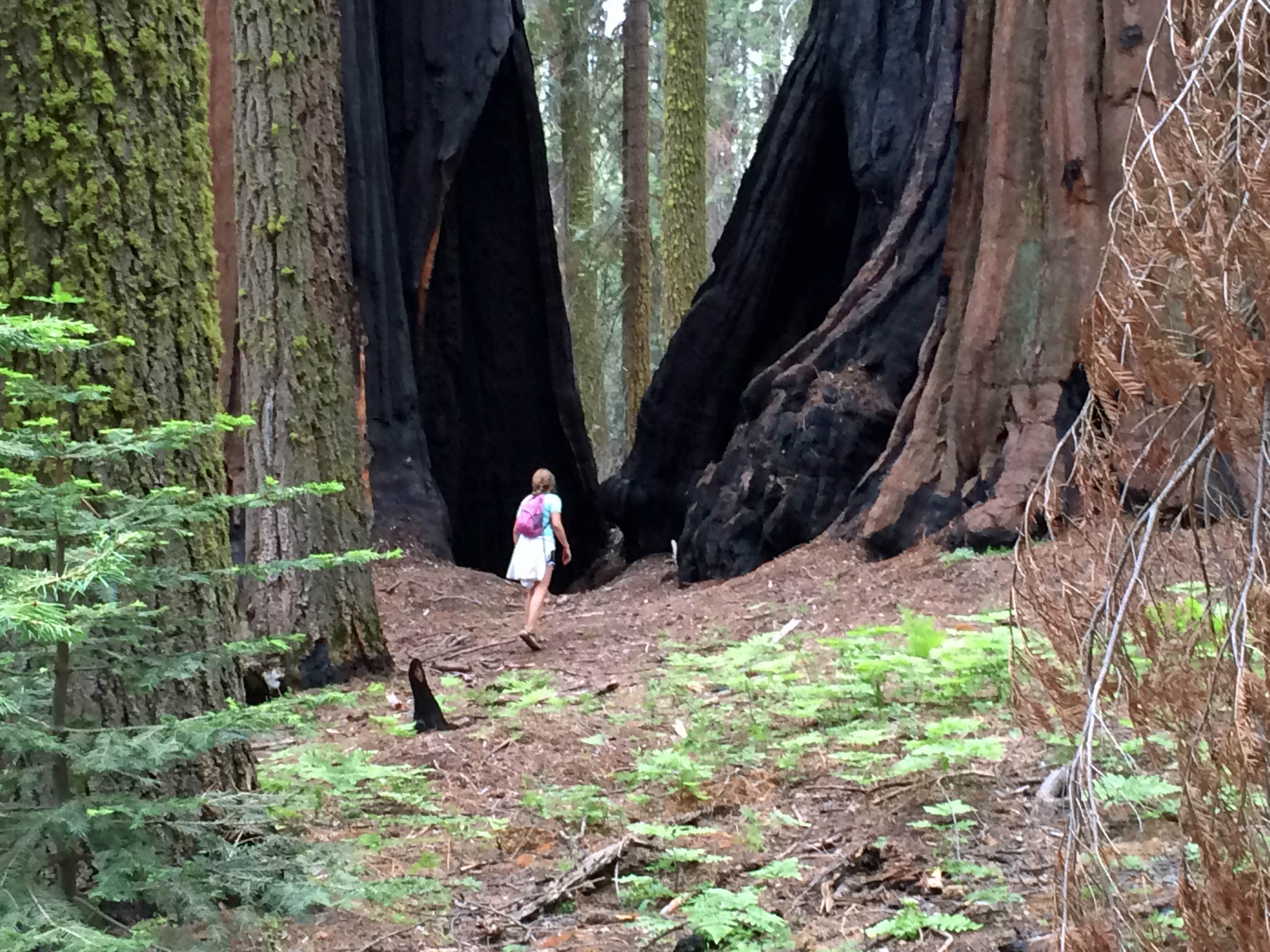 Camper submitted image from Grant Grove Cabins — Kings Canyon National Park - 5