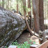 Review photo of Grant Grove Cabins by Celina M., June 12, 2018