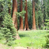 Review photo of Grant Grove Cabins by Celina M., June 12, 2018