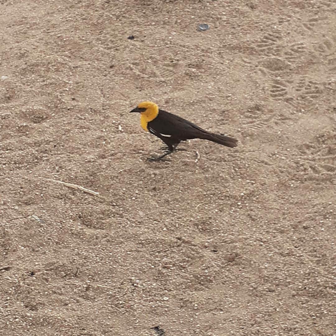 Camper-submitted photo at Diaz Lake Campground near Independence, CA