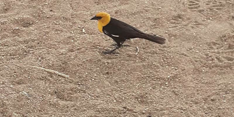 Camper submitted image from Diaz Lake Campground