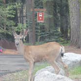 Review photo of Grant Grove Cabins by Celina M., June 12, 2018