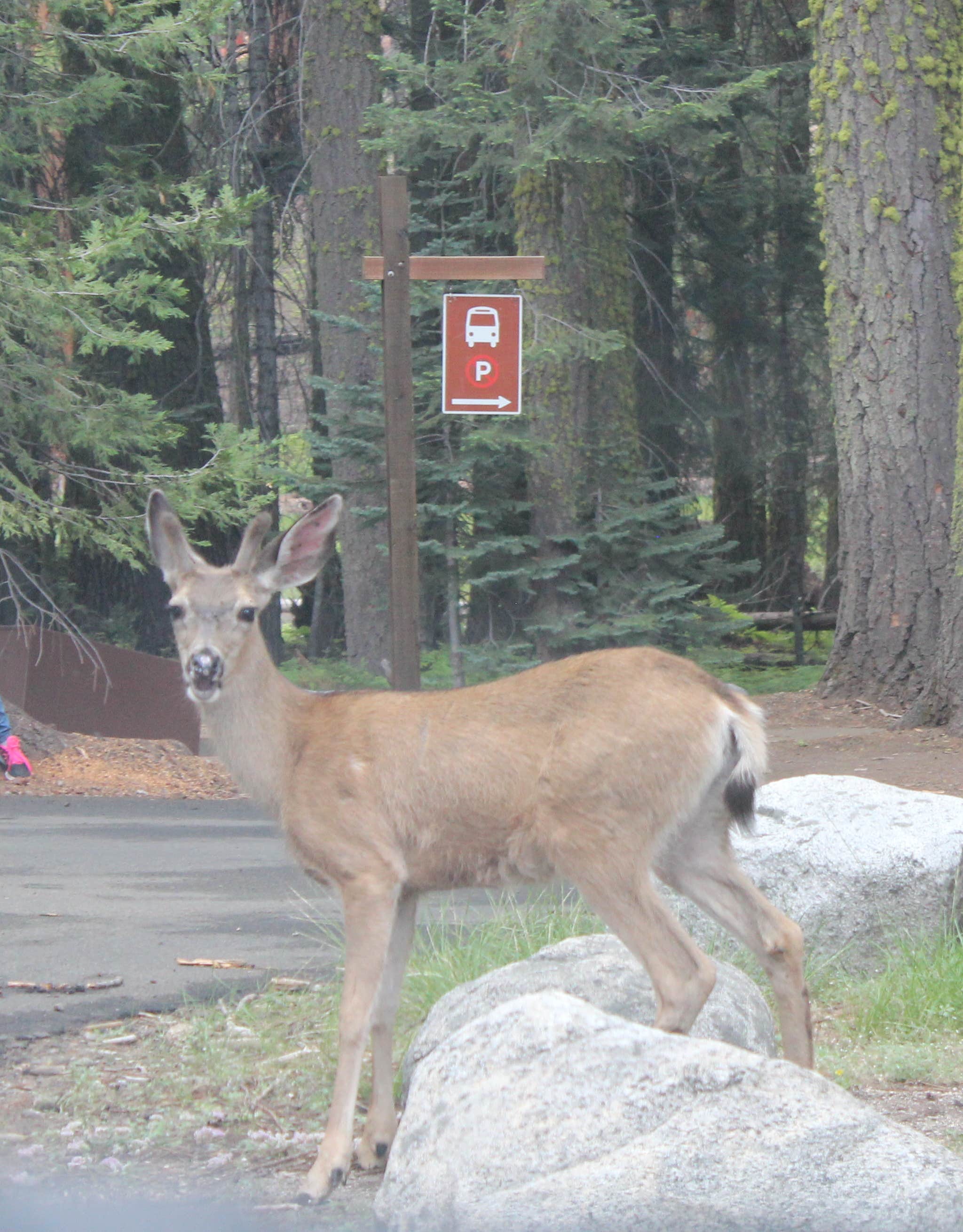 Camper submitted image from Grant Grove Cabins — Kings Canyon National Park - 5