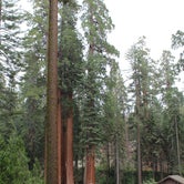 Review photo of Grant Grove Cabins — Kings Canyon National Park by Celina M., June 12, 2018
