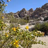 Review photo of Indian Cove Campground — Joshua Tree National Park by Treavor U., July 2, 2021