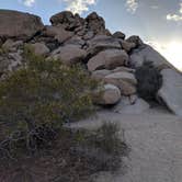 Review photo of Indian Cove Campground — Joshua Tree National Park by Treavor U., July 2, 2021