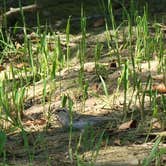 Review photo of Trace Branch - Buckhorn Lake by j B., July 2, 2021