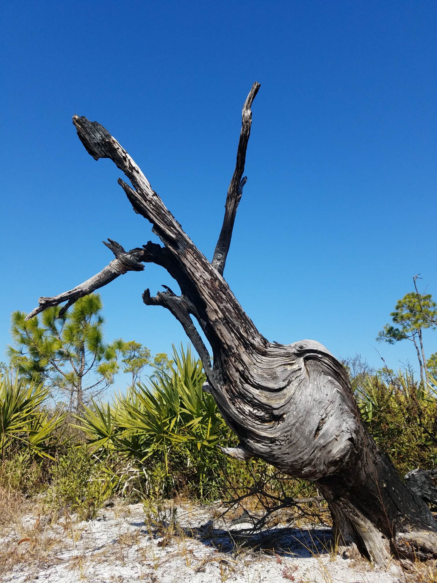 Camper-submitted photo at Big Lagoon State Park Campground near Robertsdale, AL
