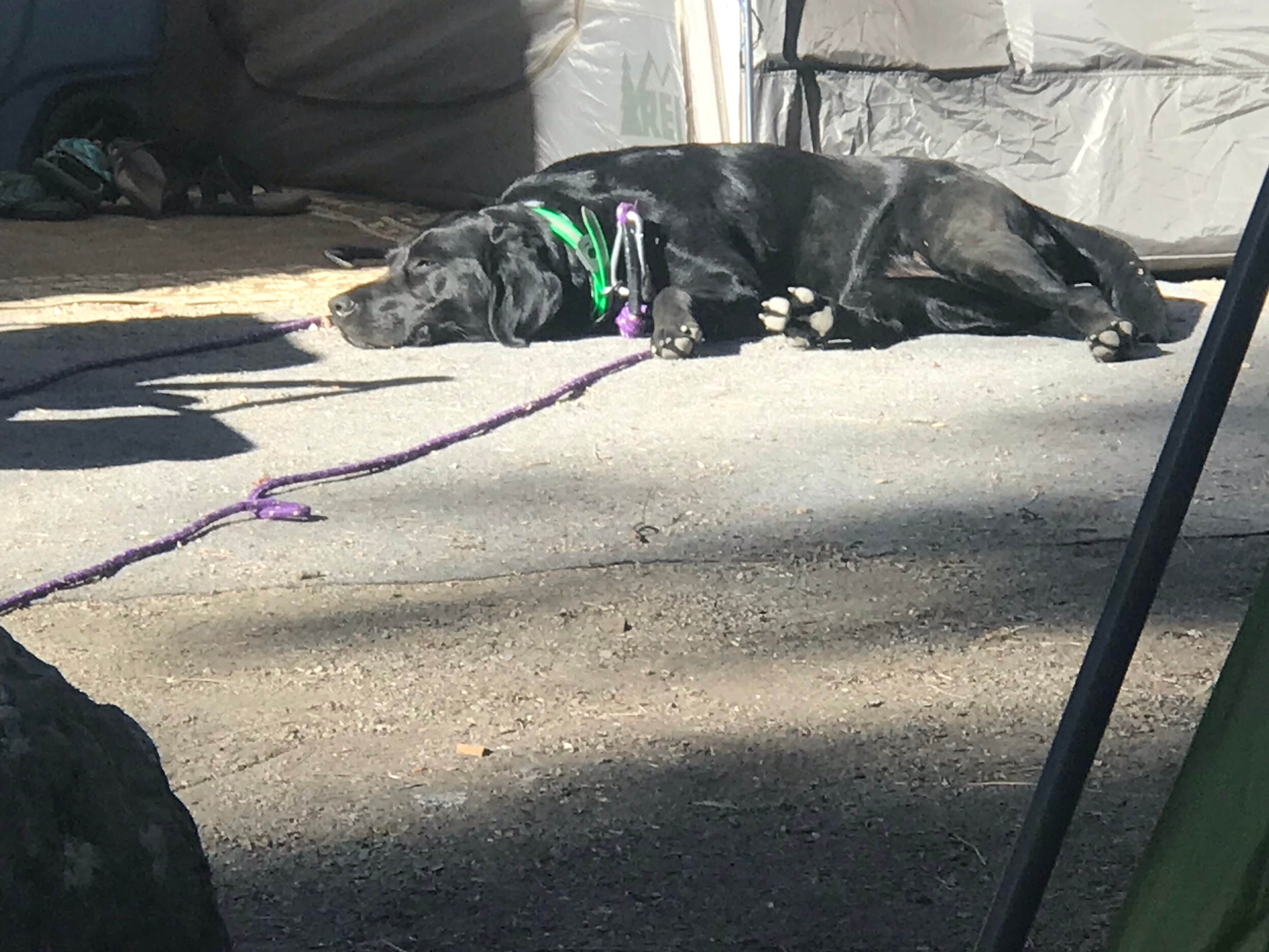 Paul B.'s photo of camping with pets at Whitetail Campground — Farragut State Park near Coeur d'Alene, ID
