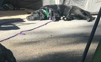 Paul B.'s photo of camping with pets at Whitetail Campground — Farragut State Park near Coeur d'Alene, ID