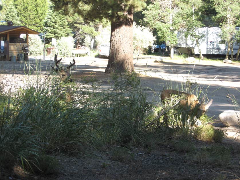 Twin Lakes Campground Camping The Dyrt