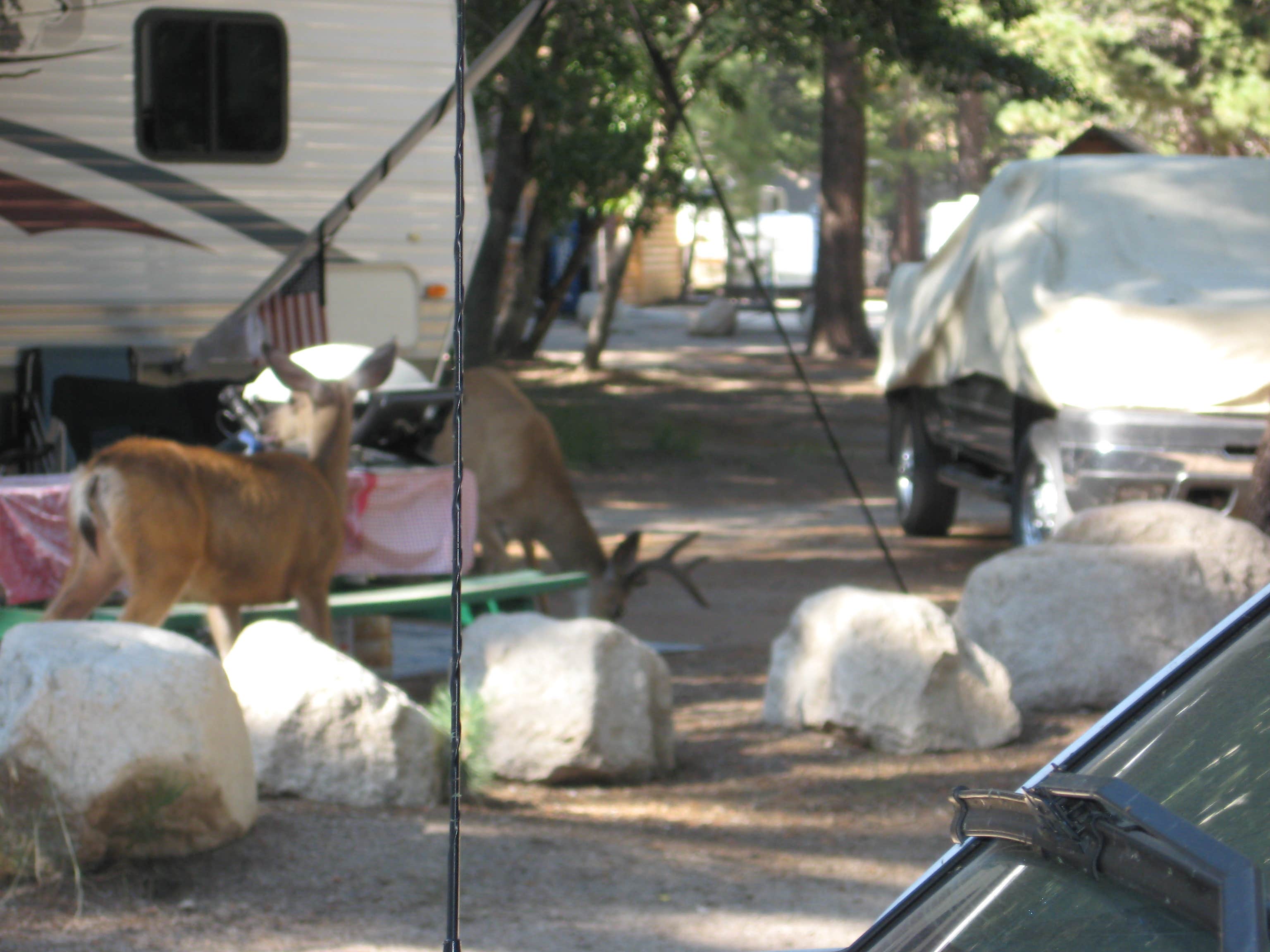 Mary C.'s photo of camping with pets at Twin Lakes Campground near Benton, CA