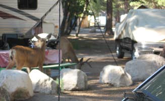 Mary C.'s photo of camping with pets at Twin Lakes Campground near Toms Place, CA