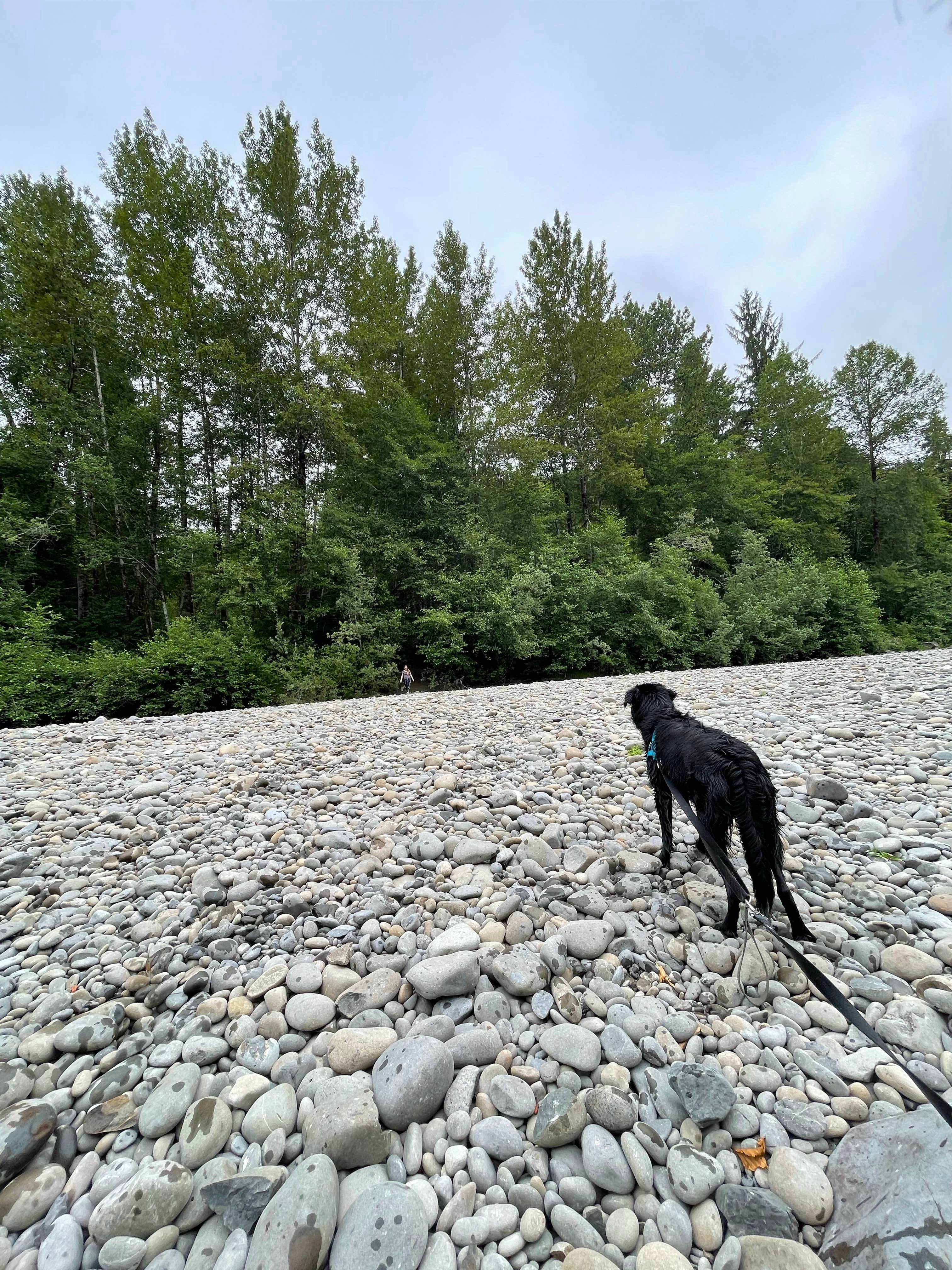 Corey O.'s photo of camping with pets at Bogachiel State Park Campground near Forks, WA