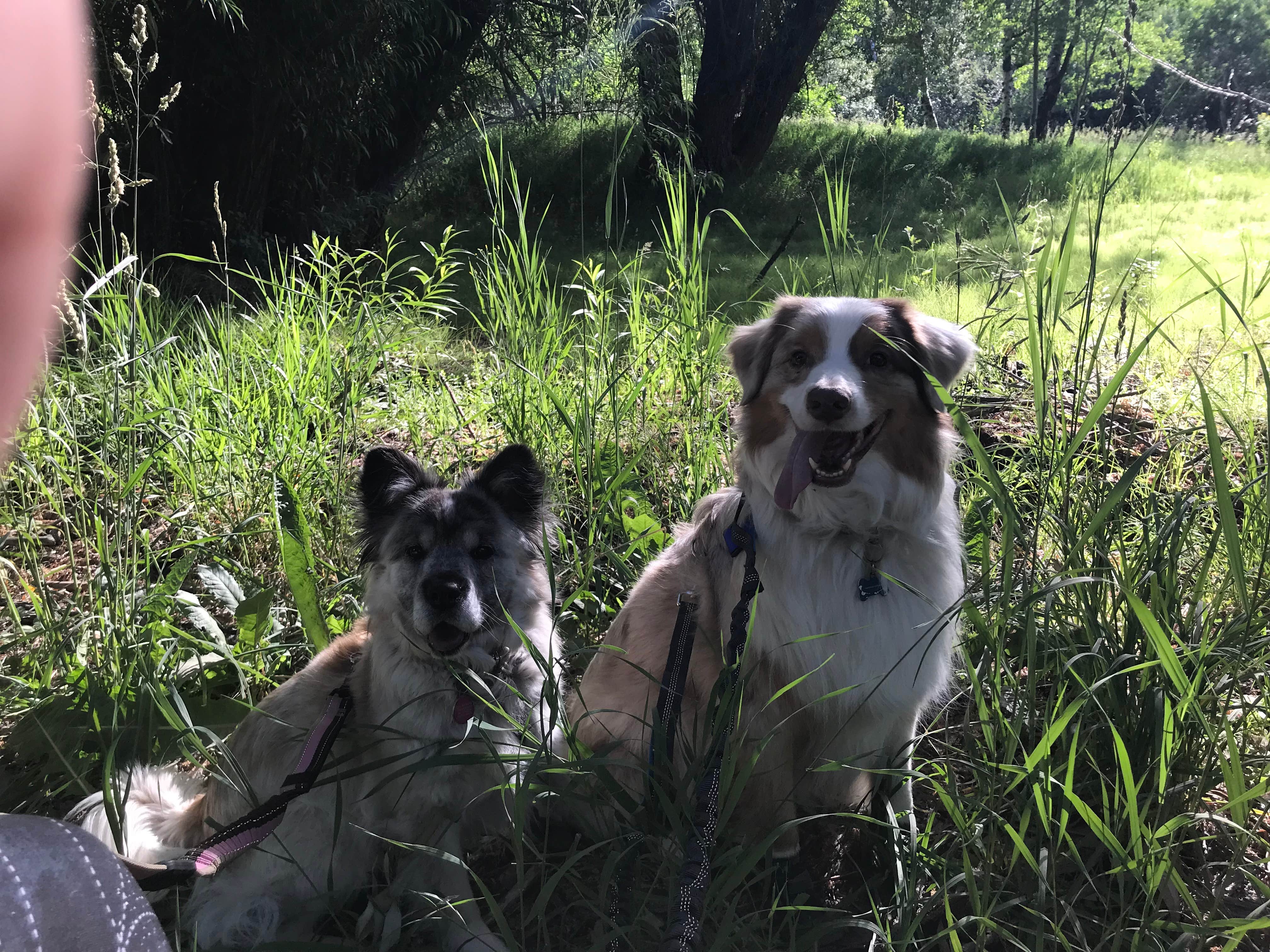 Camper submitted image from Box Elder Campground - 1