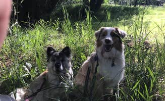 Jenn's photo of camping with pets at Box Elder Campground near Hooper, UT