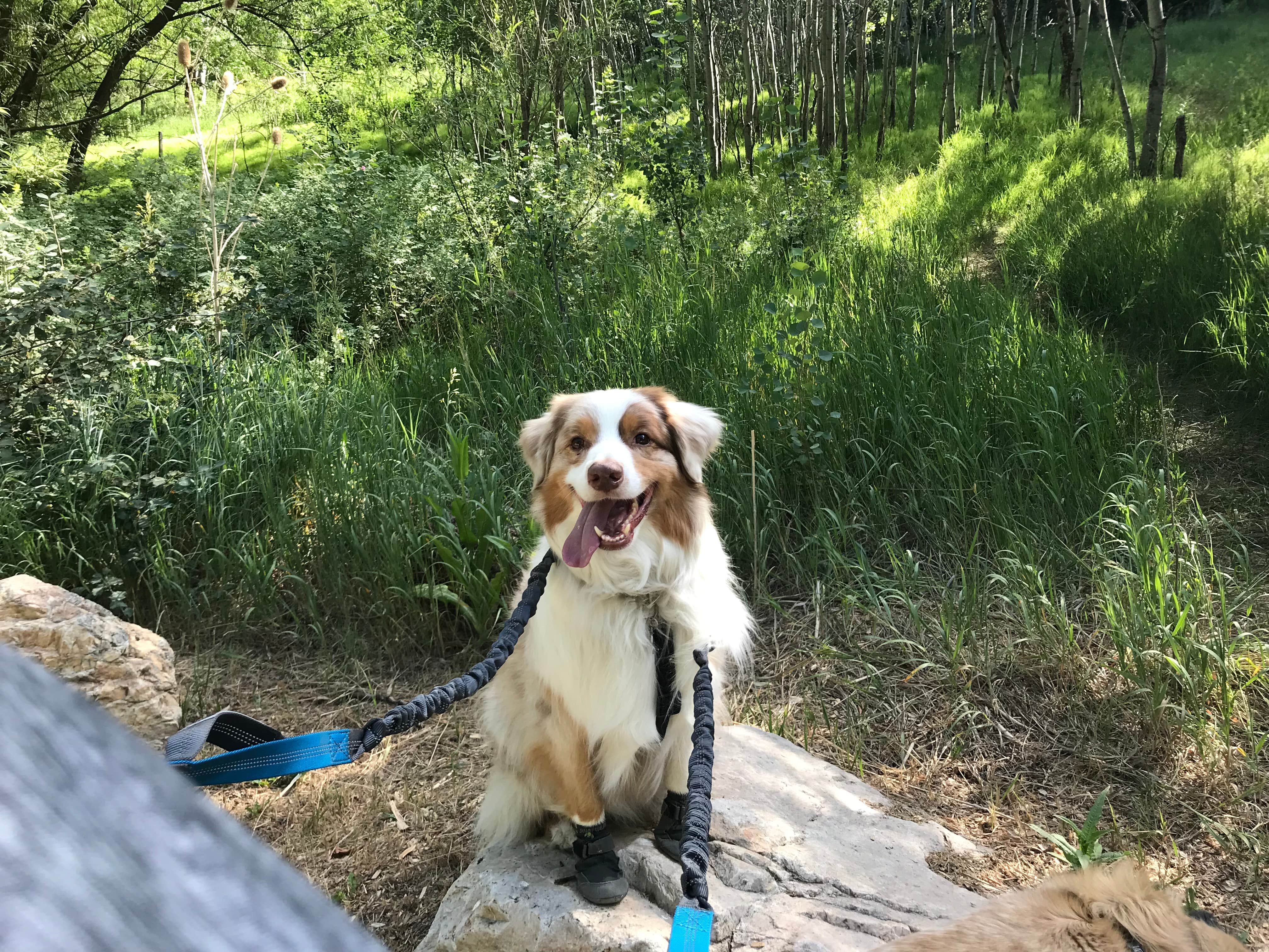 Camper-submitted photo at Box Elder Campground near Mantua, UT