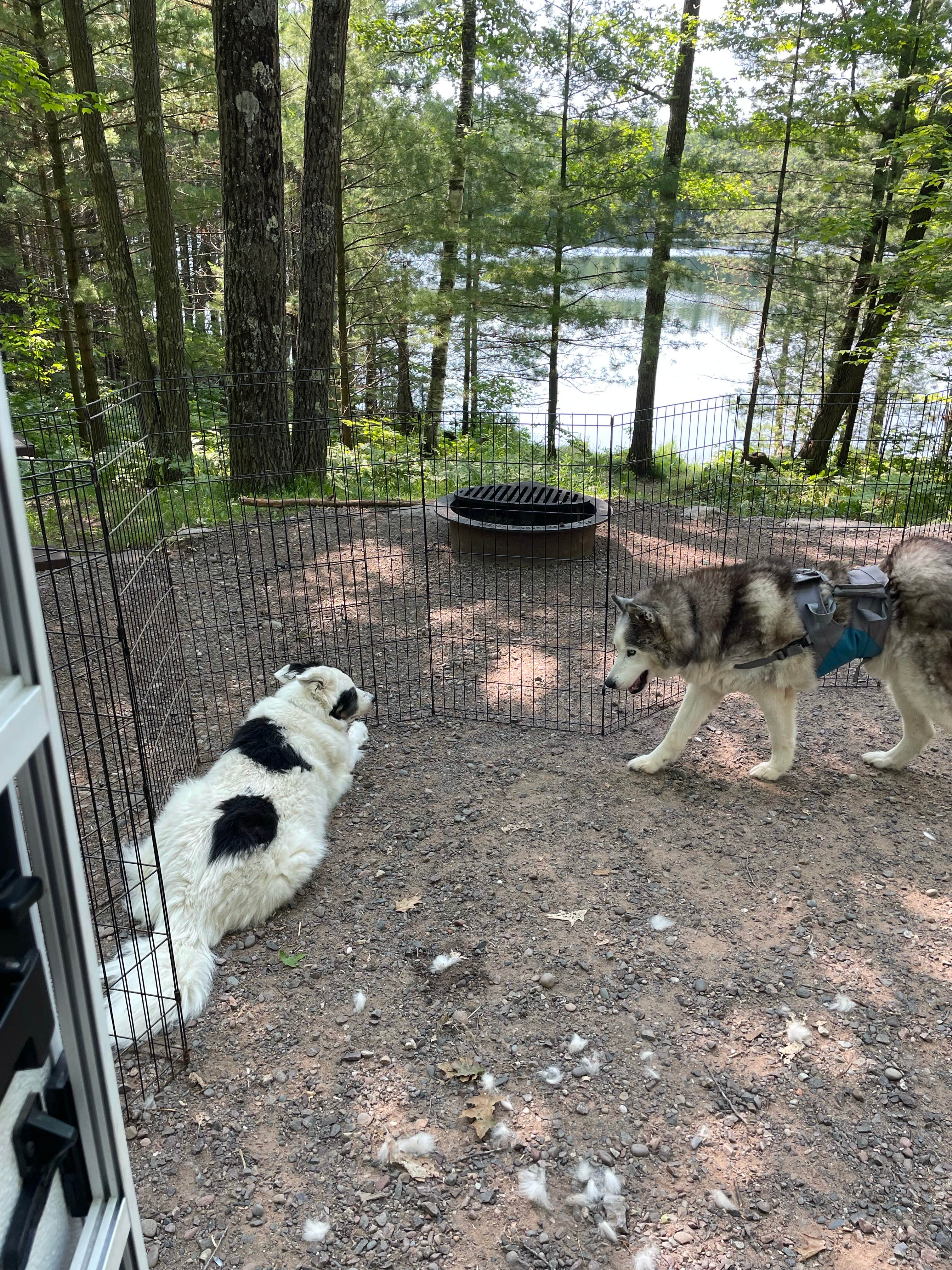 René M.'s photo of camping with pets at Two Lakes near Hayward, WI