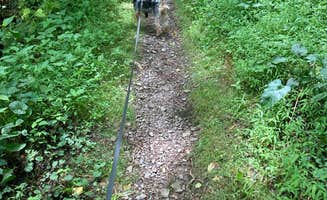 Kelly J.'s photo of camping with pets at Allentown KOA in Pennsylvania