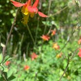 Review photo of Steelhead Falls Trailhead & Campground by Adrianne D., July 3, 2021