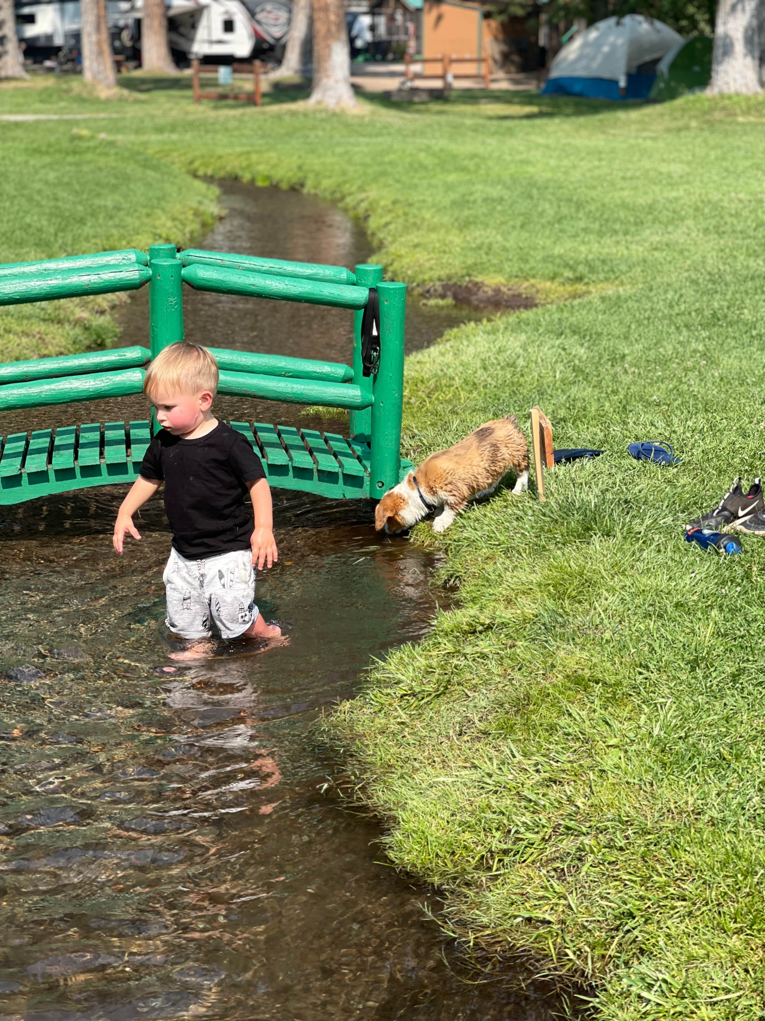 Angie R.'s photo of camping with pets at McCloud RV Resort near Weed, CA