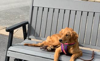 Jennifer H.'s photo of camping with pets at Leavenworth-Pine Village KOA in Washington