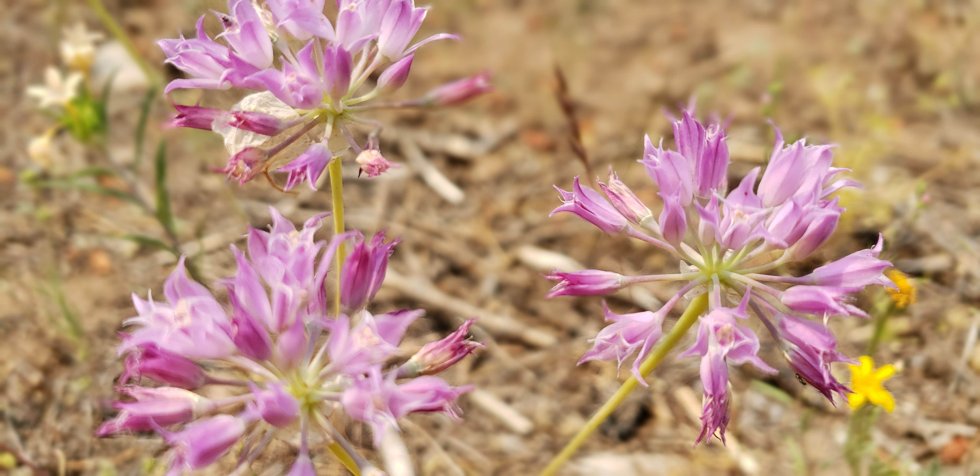 Camper-submitted photo at Penland Lake near Kimberly, OR
