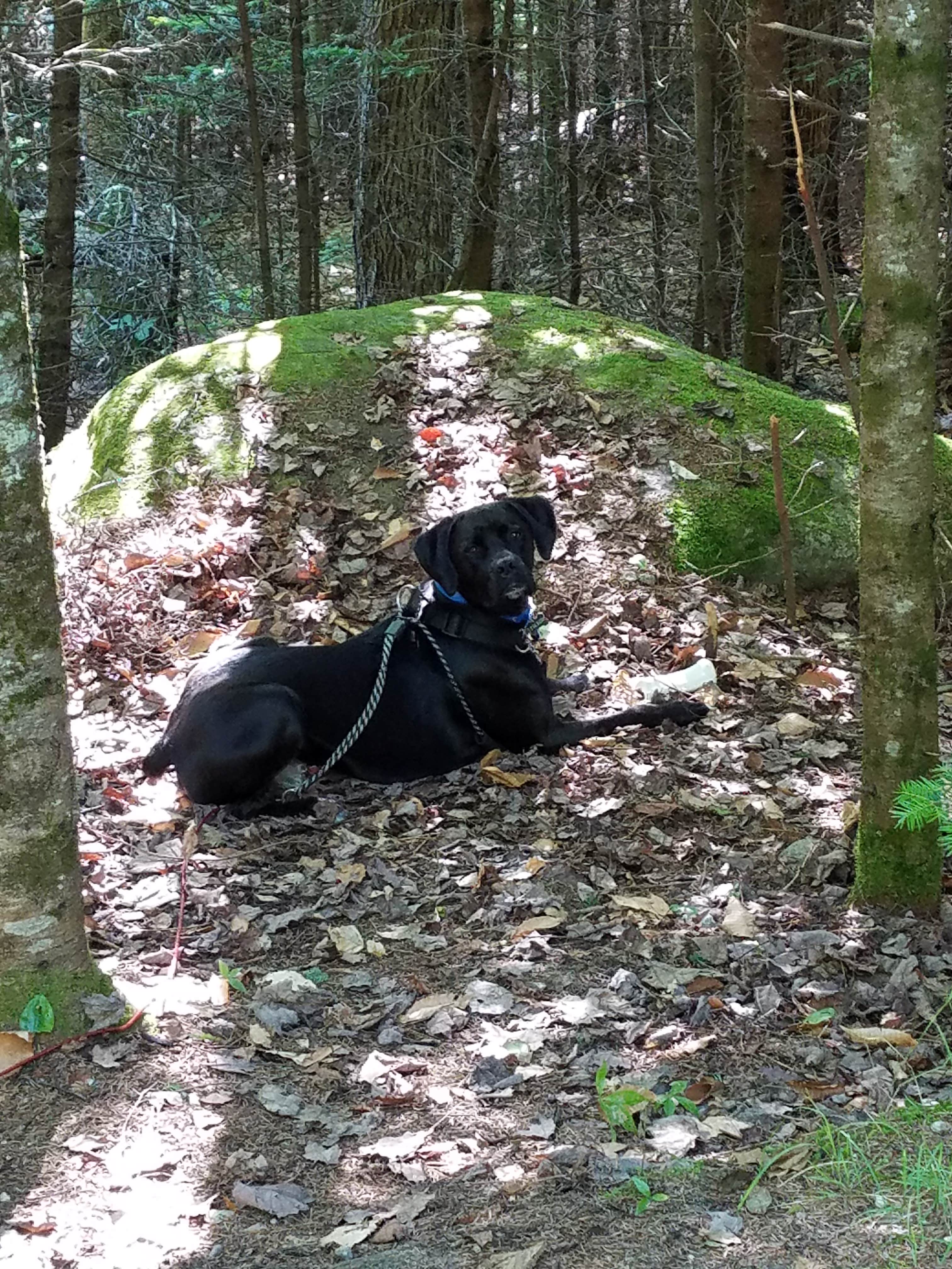 Camper-submitted photo at Stillwater State Park Campground near Barre, VT