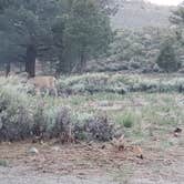 Review photo of Inyo National Forest Oh Ridge Campground by Kris P., July 3, 2021