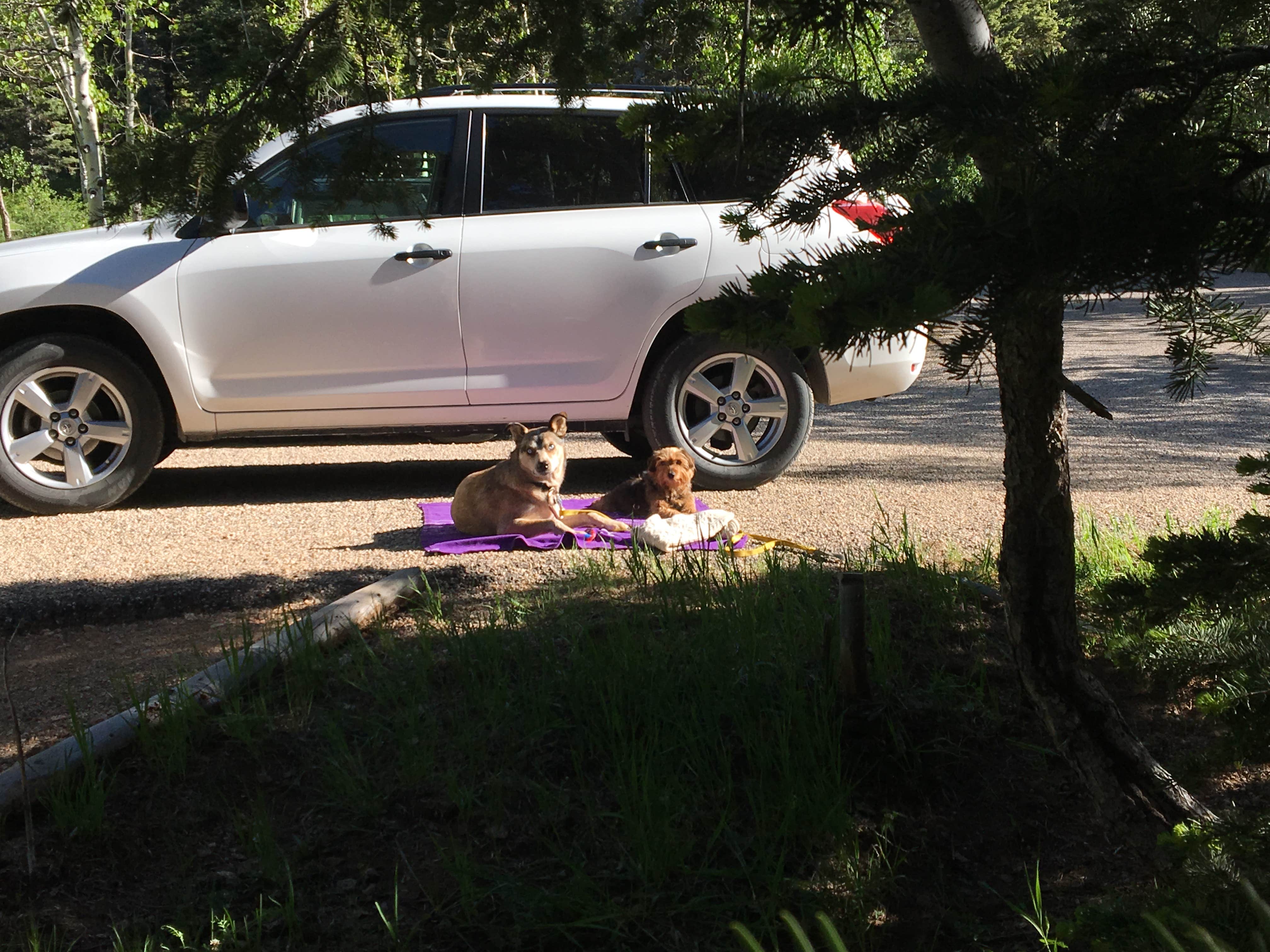 Camper submitted image from Dixie National Forest Te-ah Campground - 3