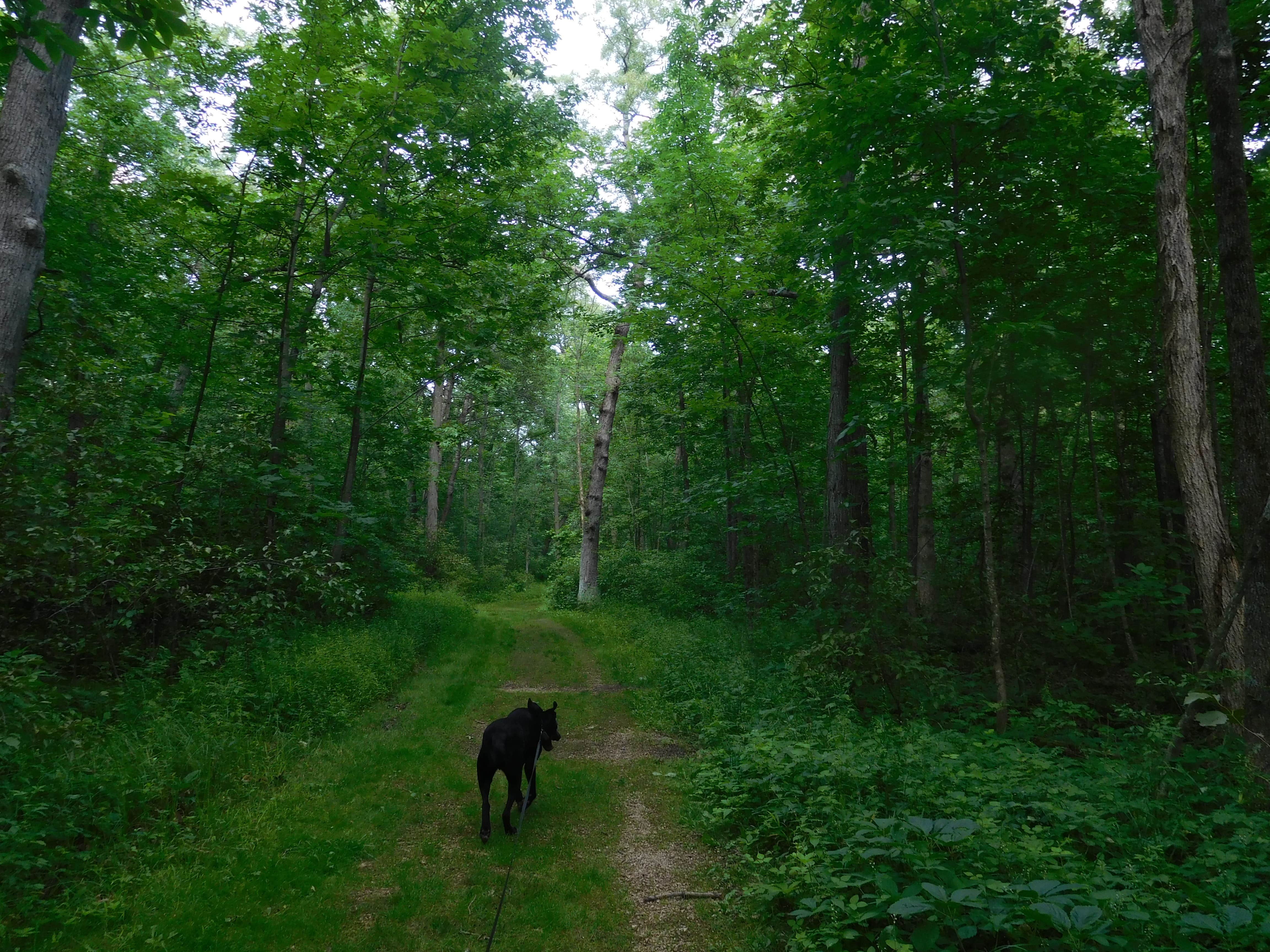 Debra M.'s photo of camping with pets at Blue Mound State Park Campground near Spring Green, WI