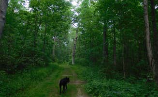 Debra M.'s photo of camping with pets at Blue Mound State Park Campground near Spring Green, WI