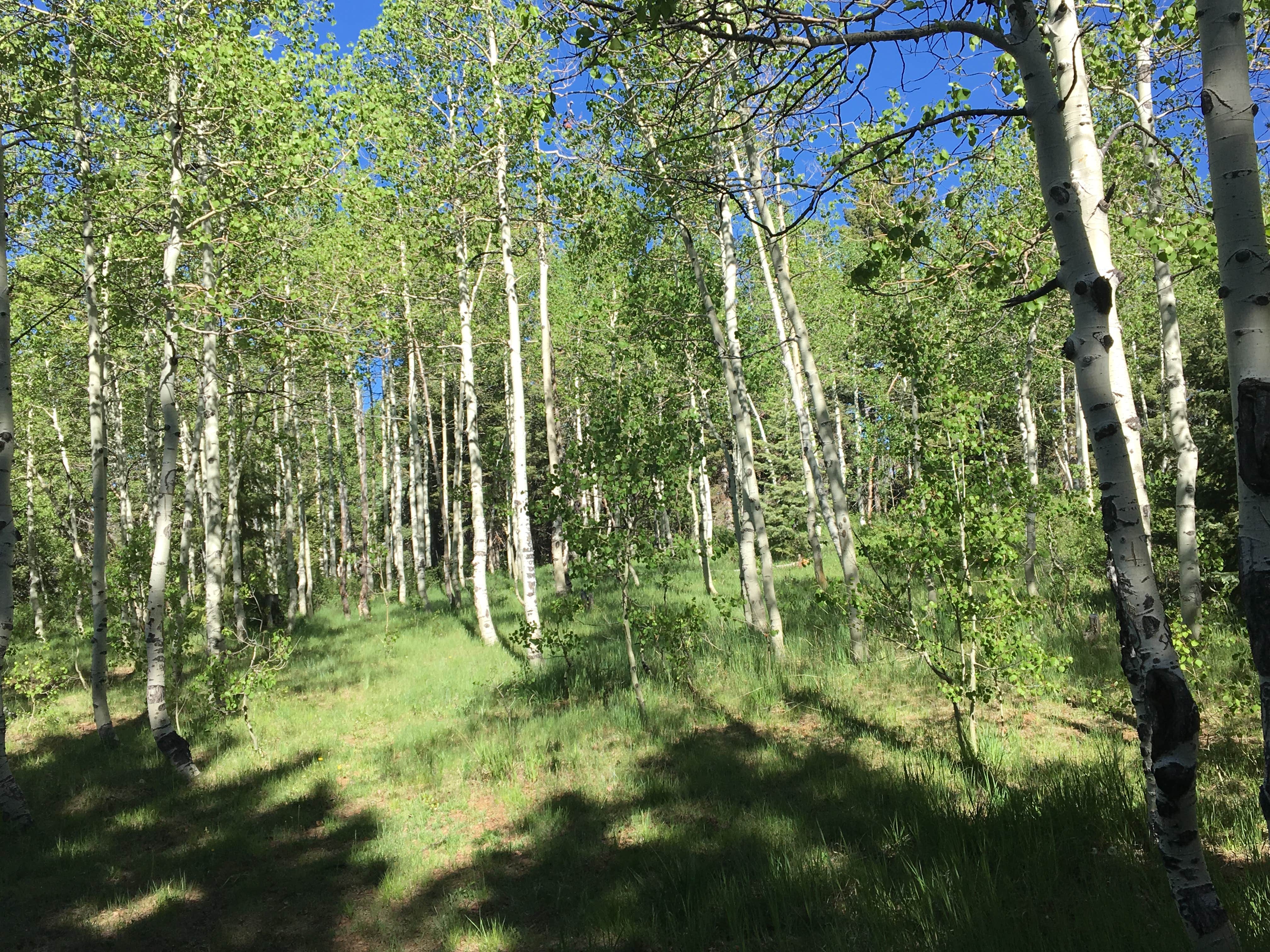 Camper submitted image from Dixie National Forest Te-ah Campground - 2