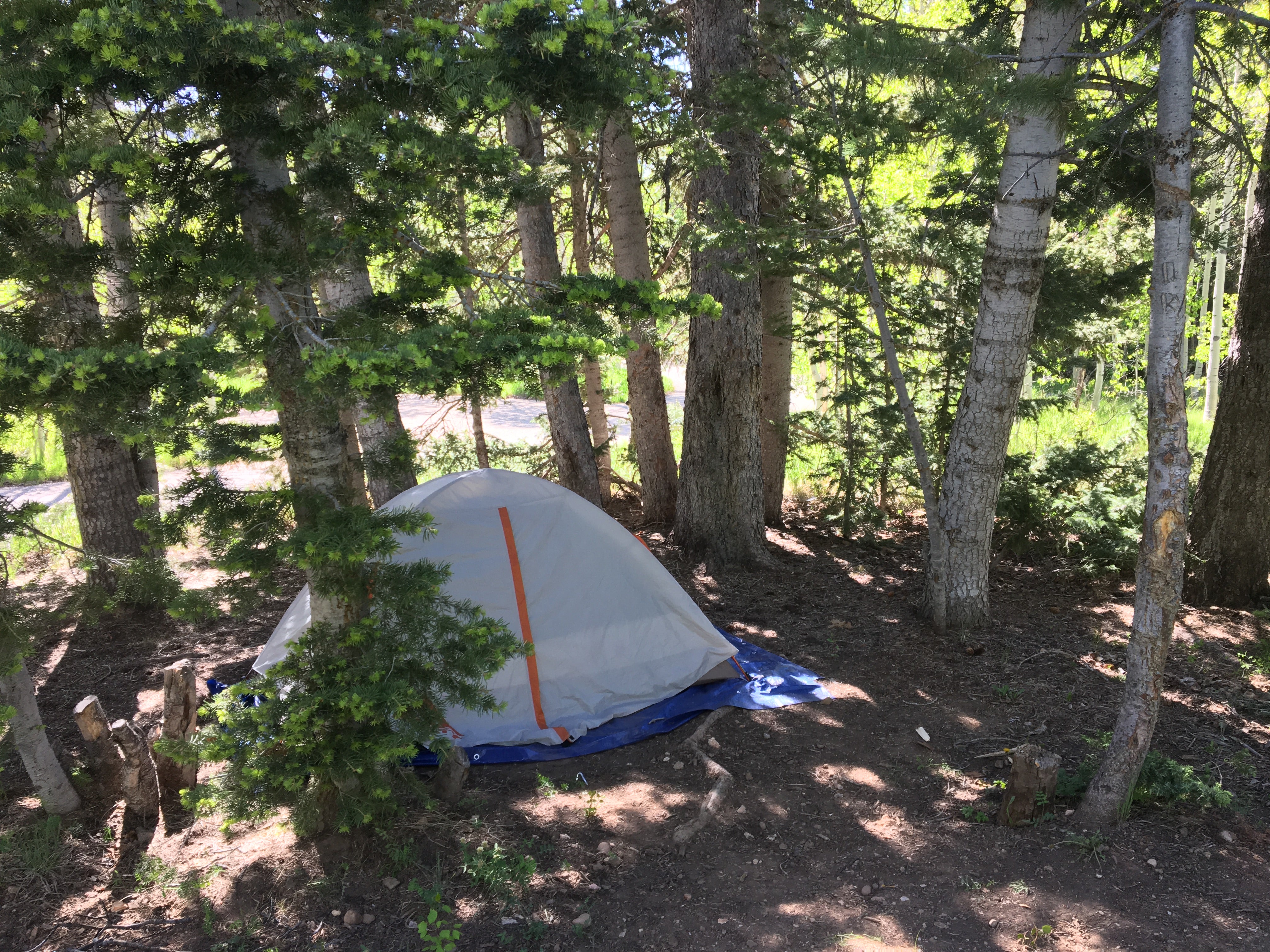 One tent in nice shady spot