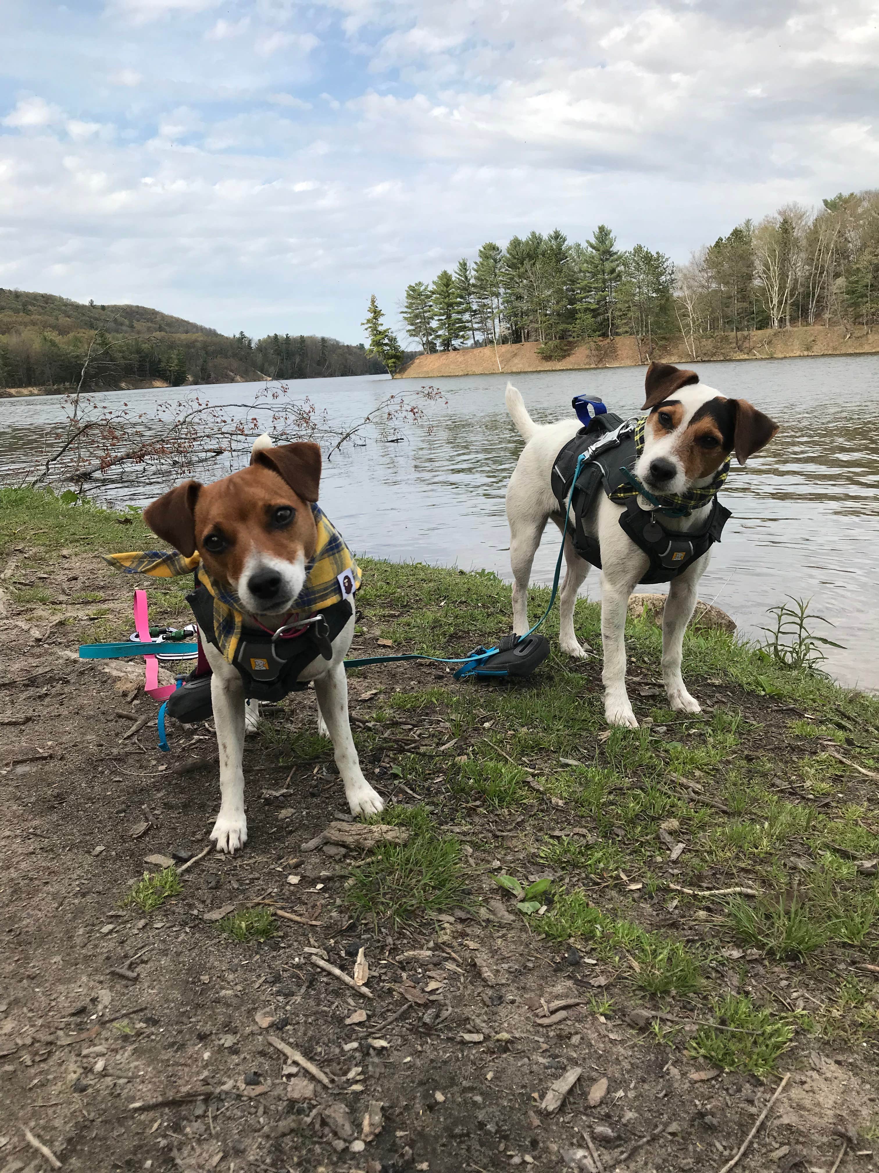 Camper-submitted photo at Huron-Manistee National Forest near Posen, MI