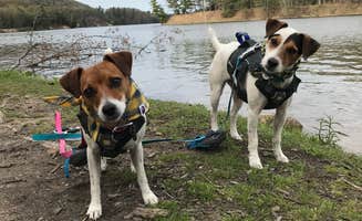 Agapes D.'s photo of camping with pets at Huron-Manistee National Forest near Oscoda, MI