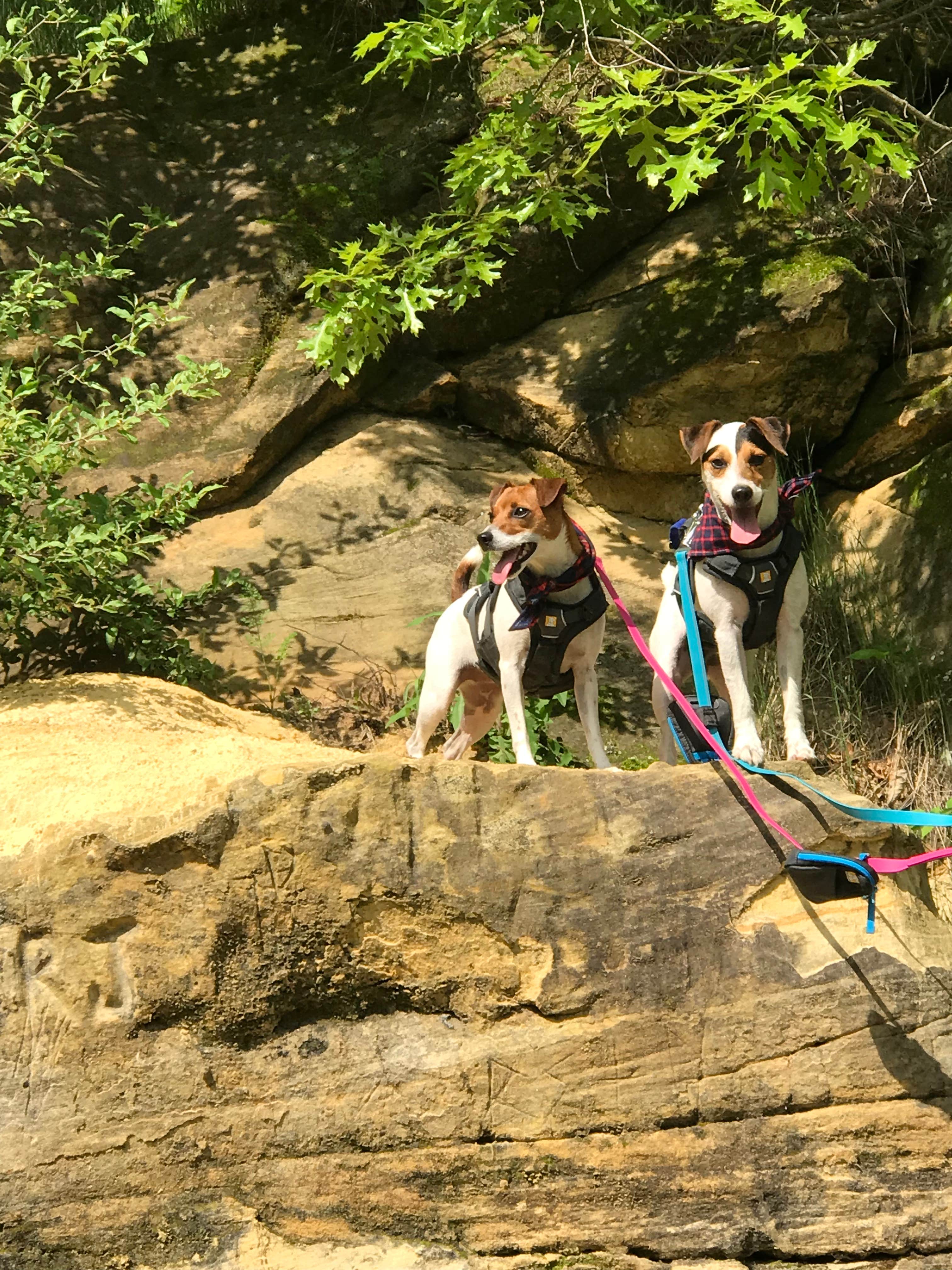 Agapes D.'s photo of camping with pets at Yellowstone Lake State Park Campground near Dodgeville, WI